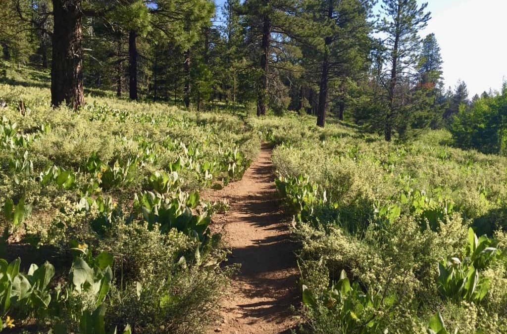 Sagehen Creek Calflora.org “What Grows Here?”