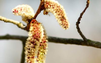 Mountain Tree (or Shrub) Planting Guide