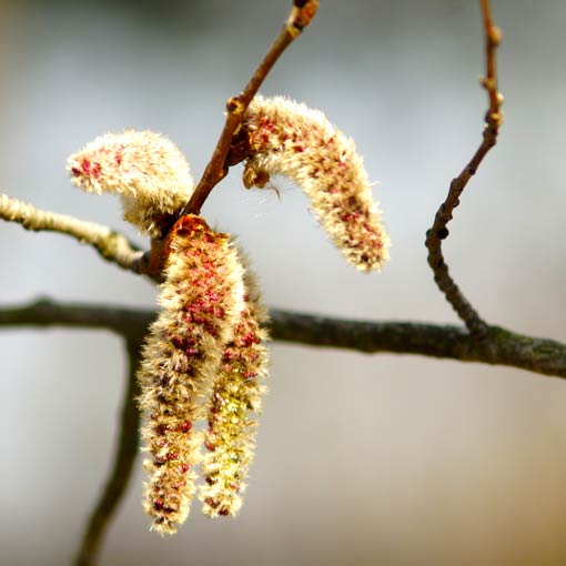 Mountain Tree (or Shrub) Planting Guide