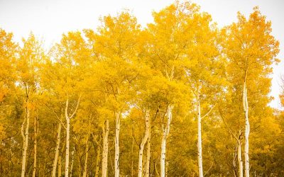 Fire-Resistive Landscaping in Truckee / Tahoe