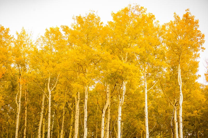 Fire-Resistive Landscaping in Truckee / Tahoe