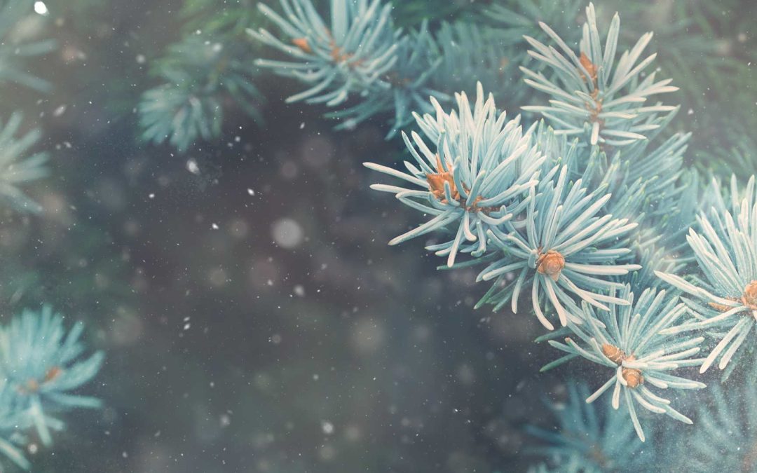 Late December Truckee-Tahoe Christmas Trees