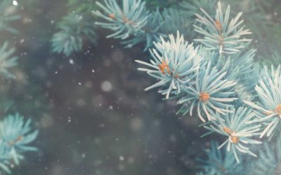 Late December Truckee-Tahoe Christmas Trees