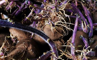 Mountain Vegetable Gardening in Brief