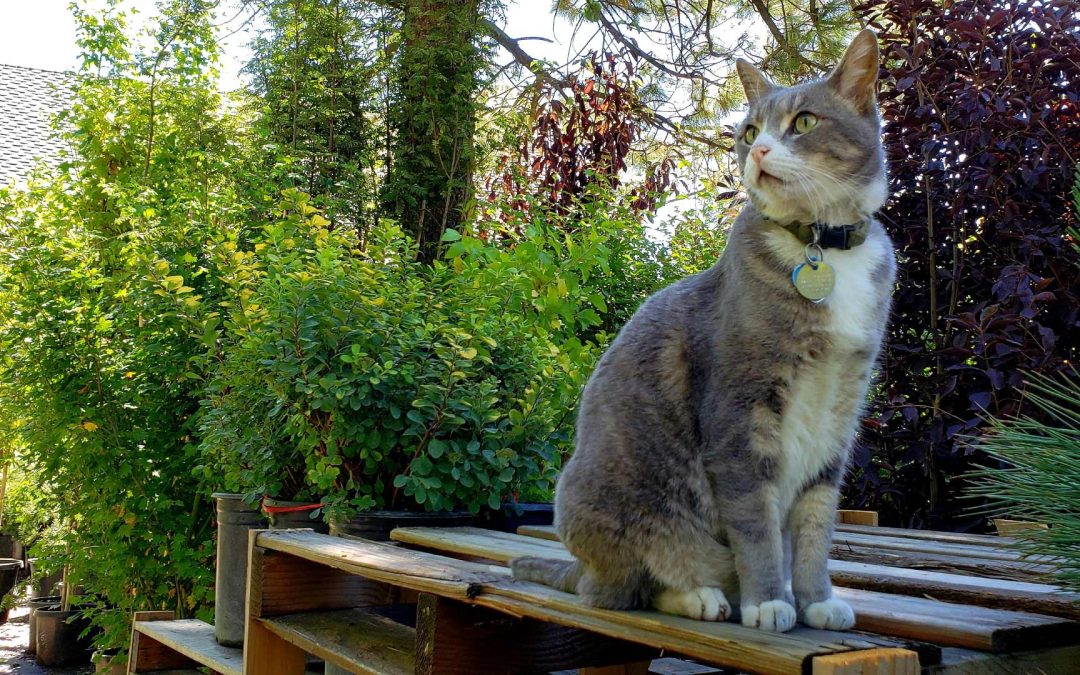 Q. How do I maximize growth and vigor of all the plants in my High-Sierra, mountain garden?