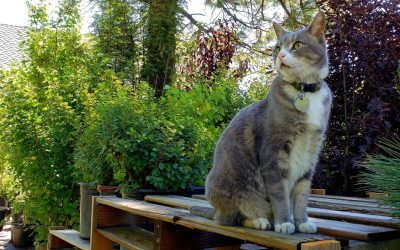 Q. How do I maximize growth and vigor of all the plants in my High-Sierra, mountain garden?