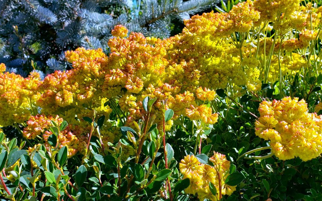 Mid Season Planting – July/August