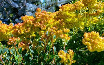 Mid Season Planting – July/August