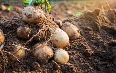 Growing Potatoes